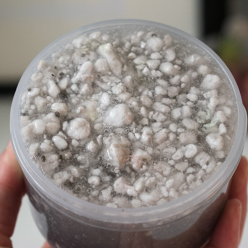 Succulent Garden Slime