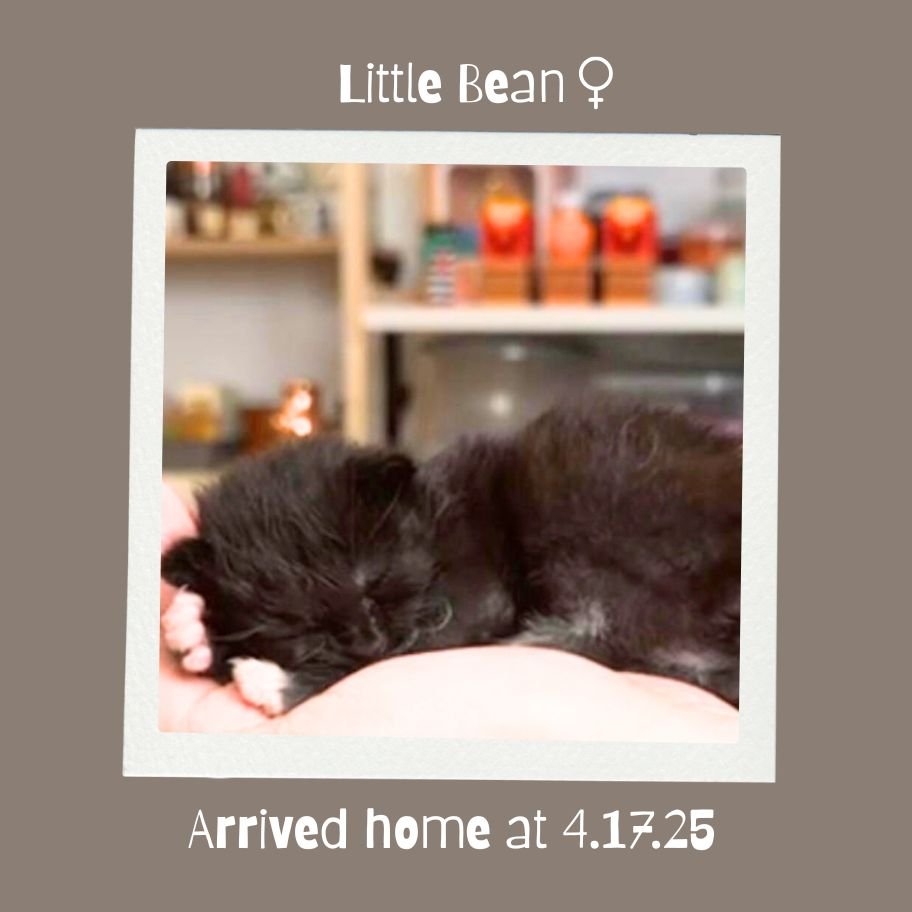 Unlucky - Mythical Mushbunny Slimes