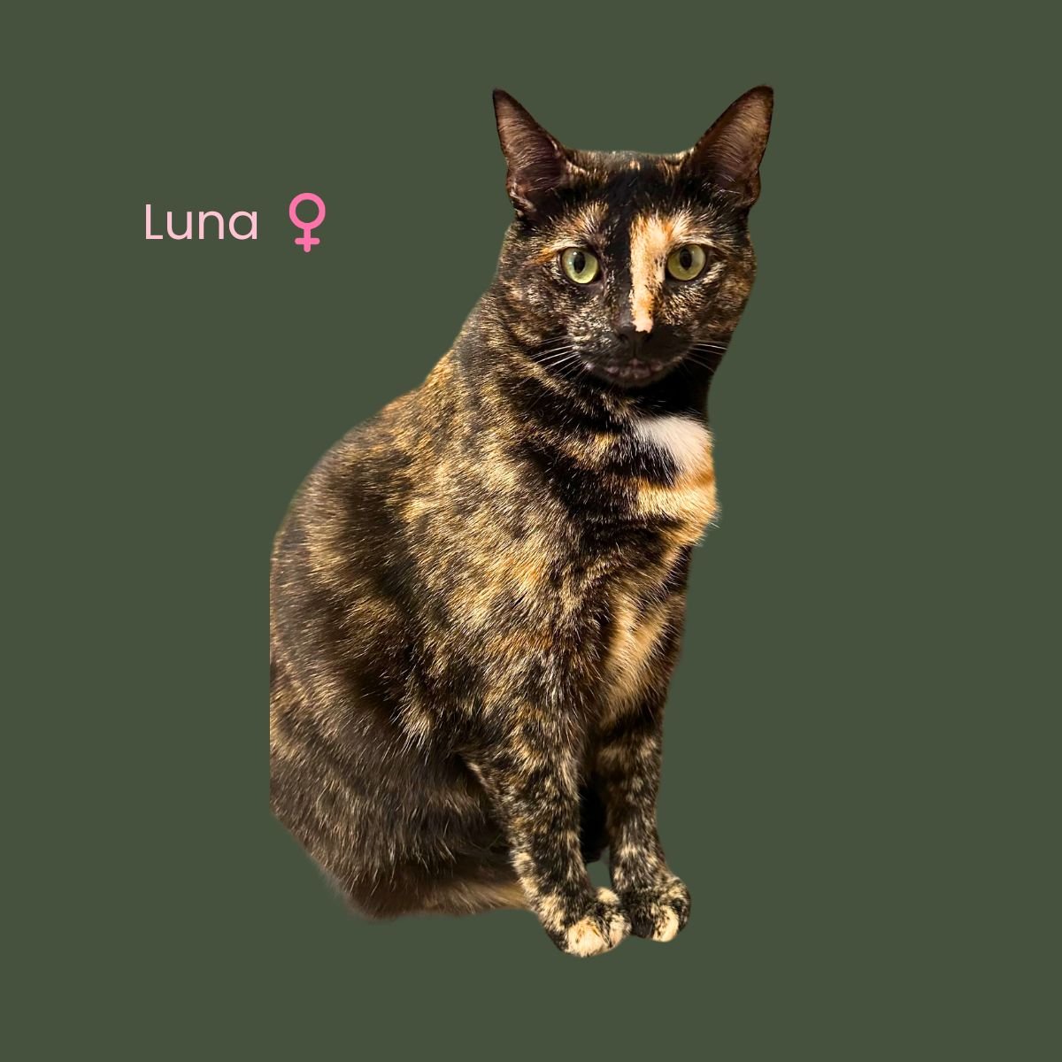 Luna&
